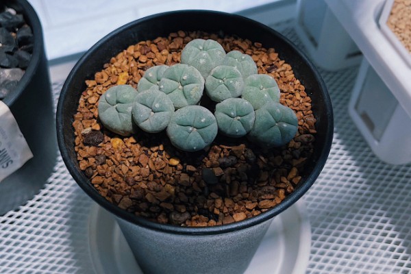 乌羽玉的栽培技术,宜用深盆种植