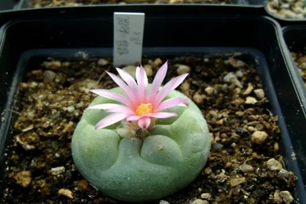 乌羽玉的栽培技术,宜用深盆种植