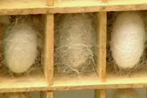 蚕卵如何才能保存到第二年，可冷藏保存