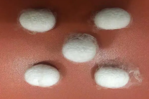 蚕卵如何才能保存到第二年，可冷藏保存