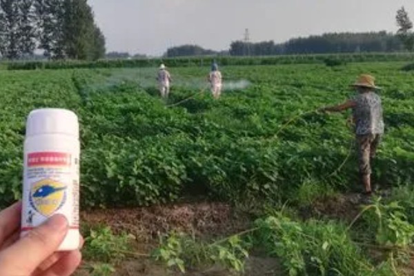 大豆的生长过程介绍，分为萌芽期、出苗期、幼苗期等