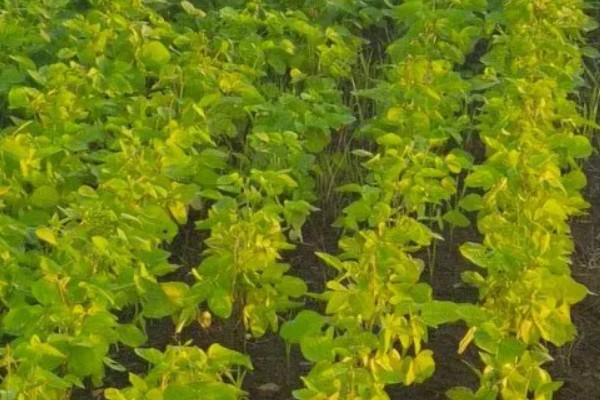 大豆的生长过程介绍，分为萌芽期、出苗期、幼苗期等