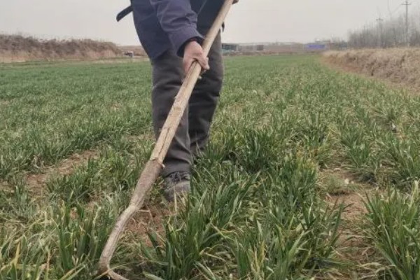 小麦蝼蛄的防治措施，秋收后要进行大水灌地
