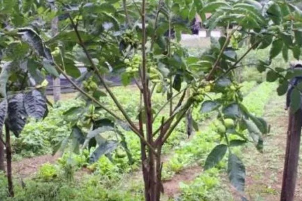 种植五倍子的方法，种植前需浸种处理