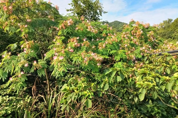 种植五倍子的方法，种植前需浸种处理