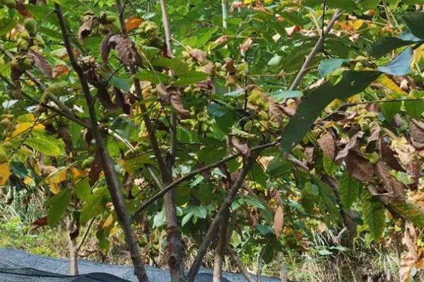 种植五倍子的方法，种植前需浸种处理