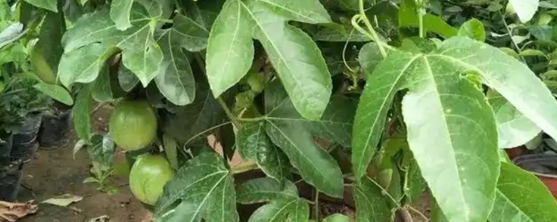 百香果能在家里种吗，百香果可以在家里种