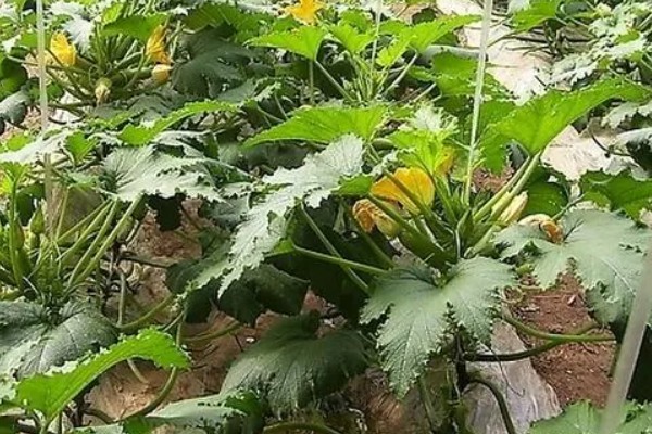 如何防治西葫芦畸形，加强水肥管理