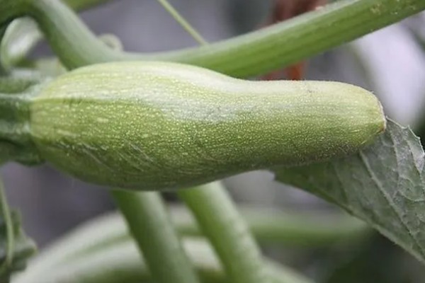 如何防治西葫芦畸形，加强水肥管理