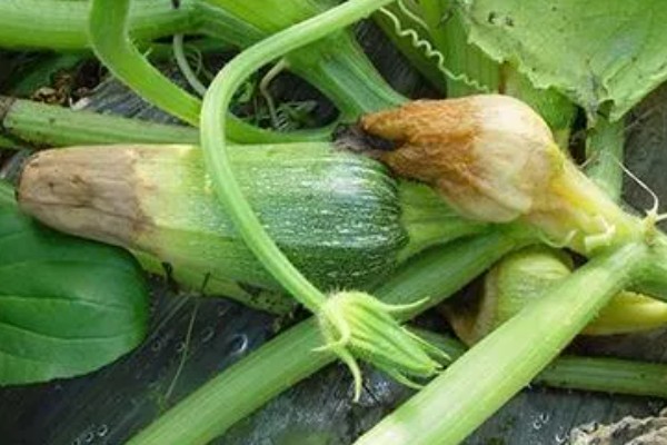 如何防治西葫芦畸形，加强水肥管理