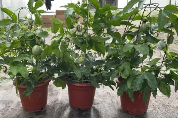 百香果能在家里种吗，百香果可以在家里种