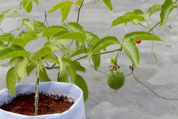 百香果能在家里种吗，百香果可以在家里种