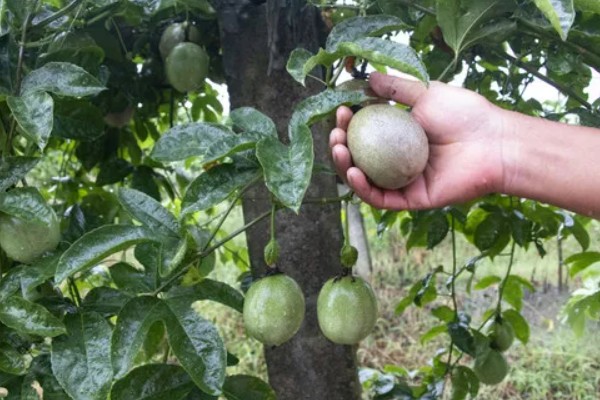 百香果能在家里种吗，百香果可以在家里种