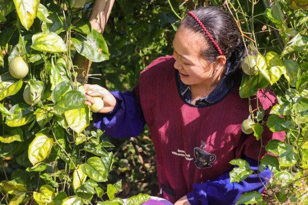 百香果能在家里种吗，百香果可以在家里种