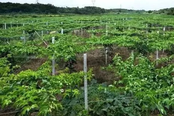 百香果能在家里种吗，百香果可以在家里种