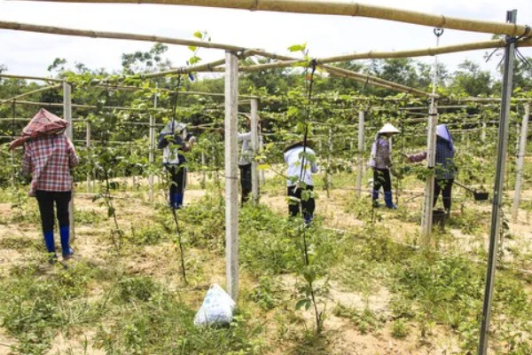百香果能在家里种吗，百香果可以在家里种