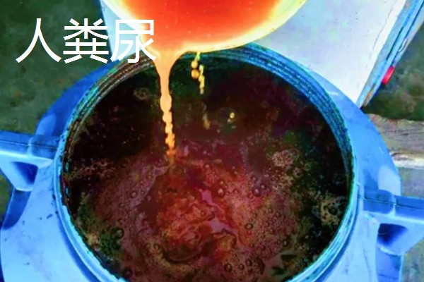 花生的专用肥料,有厩肥、人粪尿等