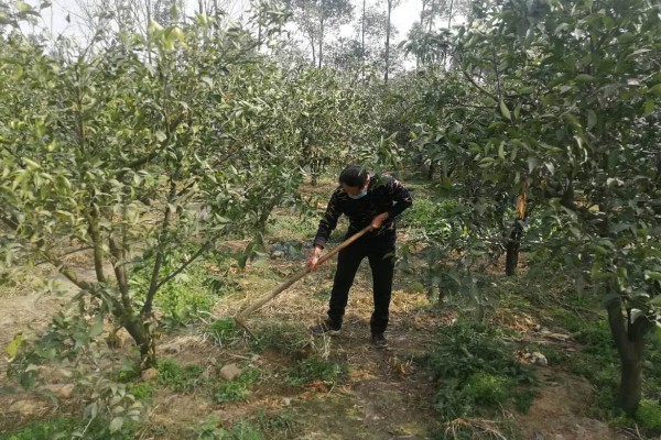 种橄榄要施什么肥，可以用化学肥料混合农家肥