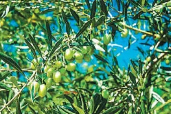 种橄榄要施什么肥，可以用化学肥料混合农家肥