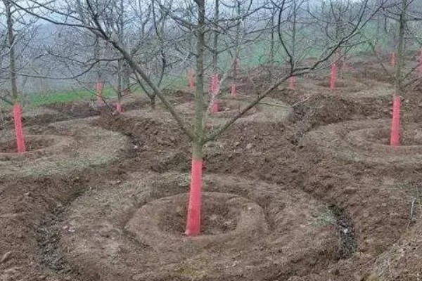 种橄榄要施什么肥，可以用化学肥料混合农家肥