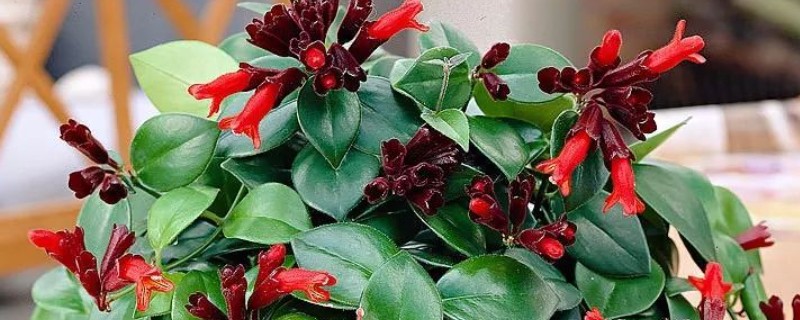 口红花能扦插吗，可以在春秋季节进行