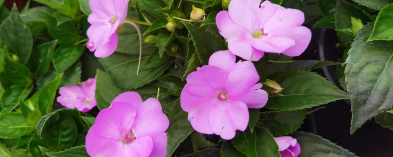 防蛇的植物有哪些,有凤仙花、万寿菊等