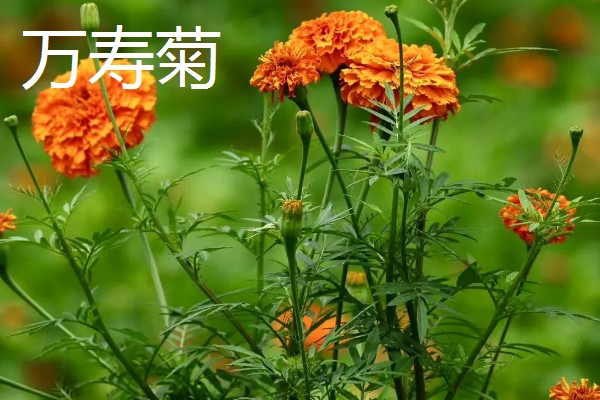 防蛇的植物有哪些，有凤仙花、万寿菊等