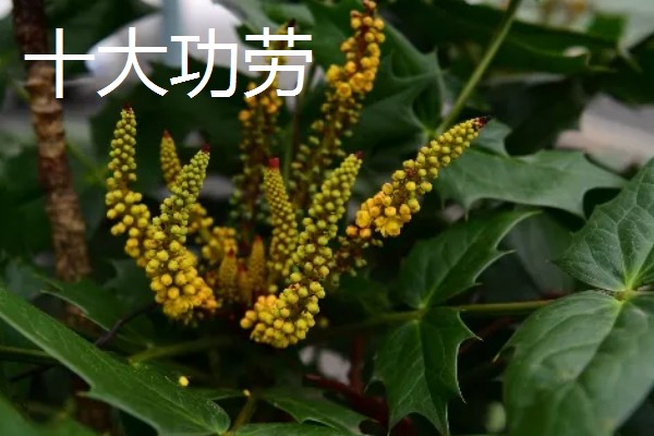 防蛇的植物有哪些，有凤仙花、万寿菊等