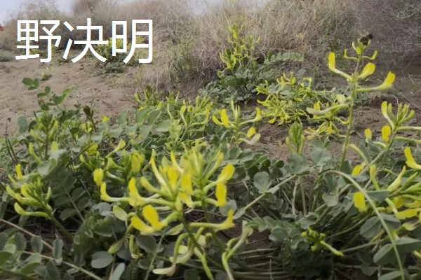 防蛇的植物有哪些，有凤仙花、万寿菊等