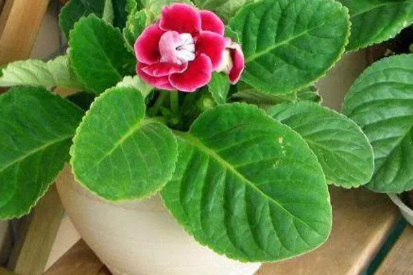 大岩桐花苞开得慢的原因，可能是温度高所致