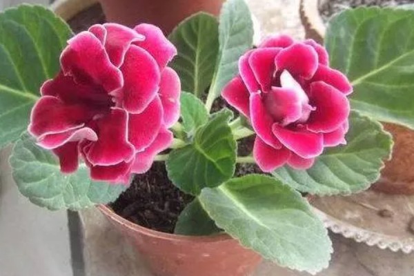 大岩桐花苞开得慢的原因，可能是温度高所致