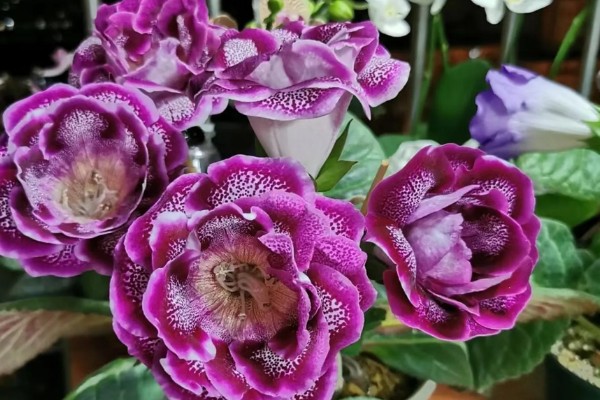 大岩桐花苞开得慢的原因，可能是温度高所致