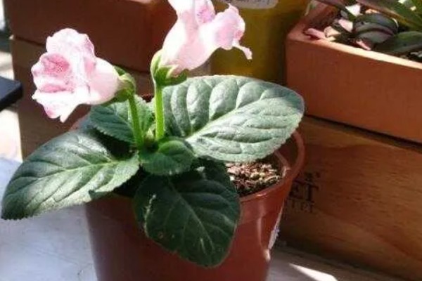 大岩桐花苞开得慢的原因，可能是温度高所致