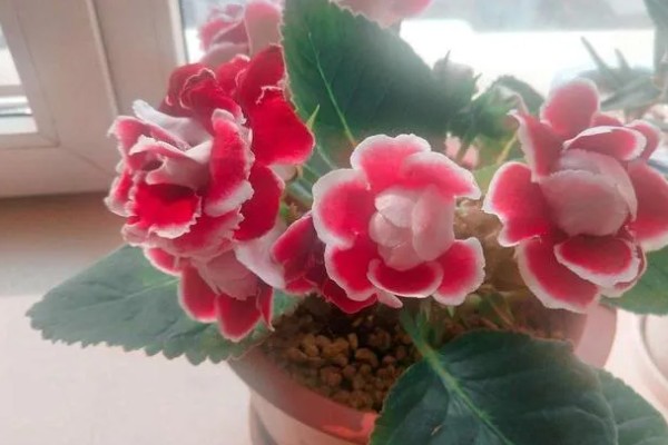 大岩桐花苞开得慢的原因，可能是温度高所致