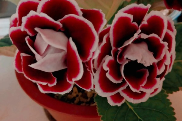 大岩桐花苞开得慢的原因，可能是温度高所致