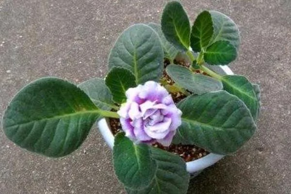 大岩桐花苞开得慢的原因，可能是温度高所致