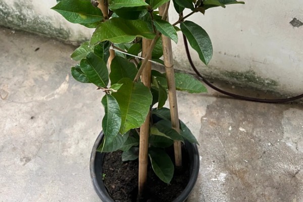 蓝花藤如何种植，喜欢湿润的土壤环境