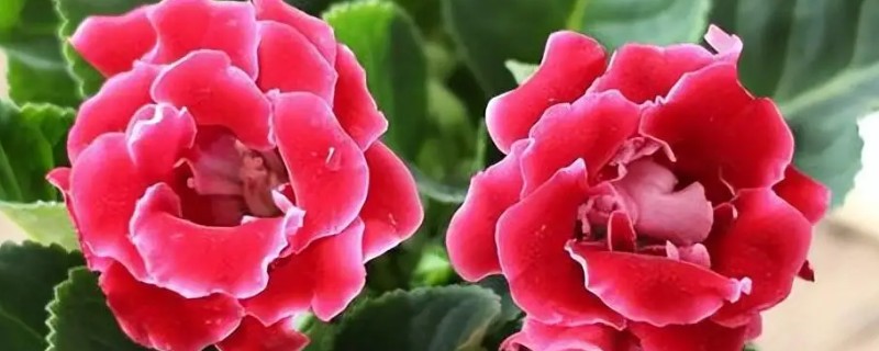 大岩桐花苞开得慢的原因，可能是温度高所致