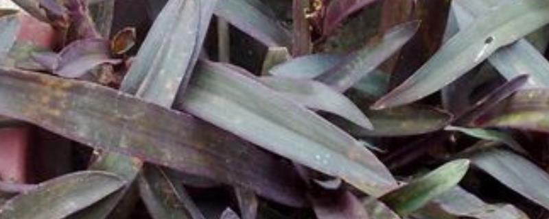 紫鸭跖草长粗的方式，首先要确保充足的光照