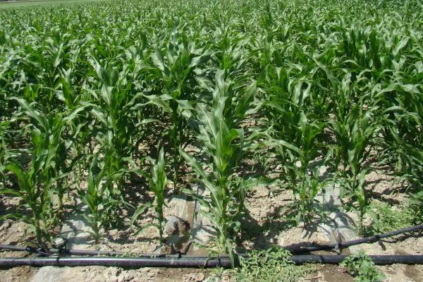 金甜糯663玉米品种的特性,后期注意病虫害防治