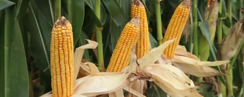 先弘168玉米种子简介，平均生育期102.6天