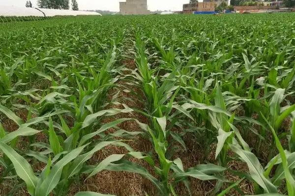 郑品玉223玉米种子介绍，平均生育期101.4天