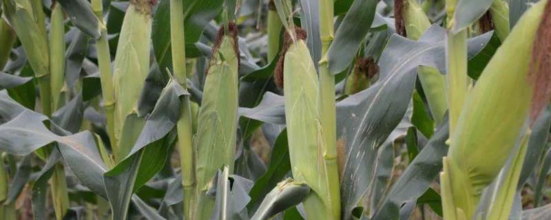 硕玉238玉米品种简介，平均生育期101.8天