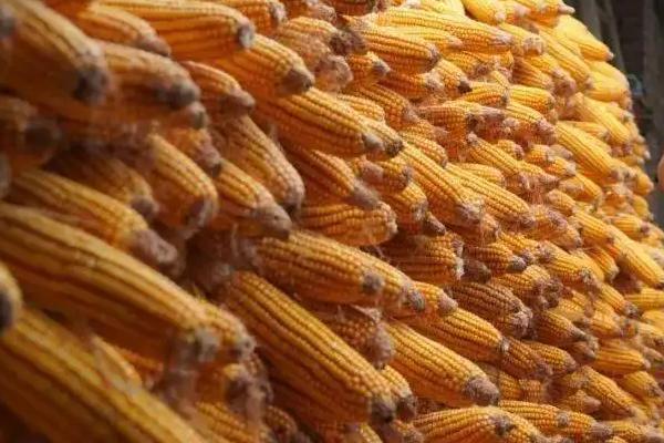 金旭296玉米种子特点，苗期防治地老虎