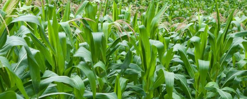 玉迪188玉米种子简介，平均生育期102.0天