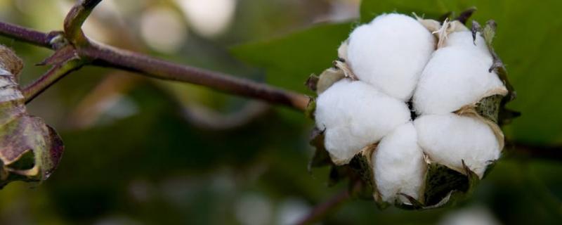 豫棉603棉花种子介绍，高抗棉铃虫