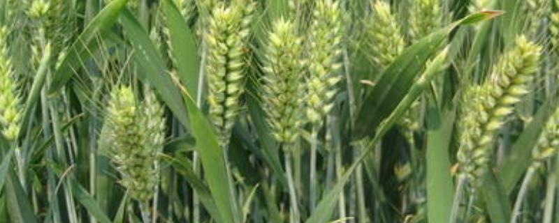 郑麦920小麦品种简介，每亩适宜基本苗15～18万