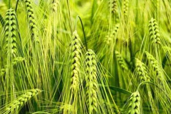 郑麦39小麦种子特点，半冬性品种