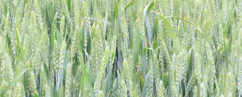豫农616小麦品种简介,每亩适宜基本苗15~18万