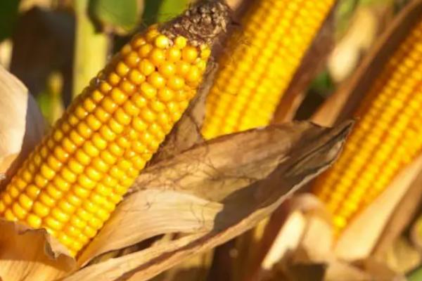 富农515玉米品种的特性，适宜密度5000株/亩